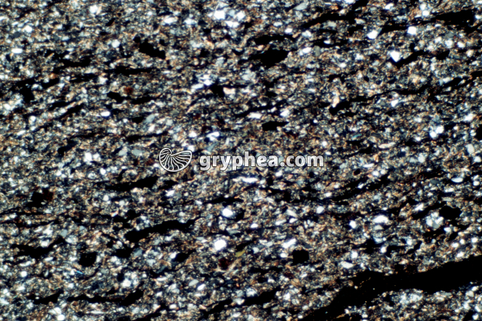 Schiste houiller LPA x10 - gryphea.com